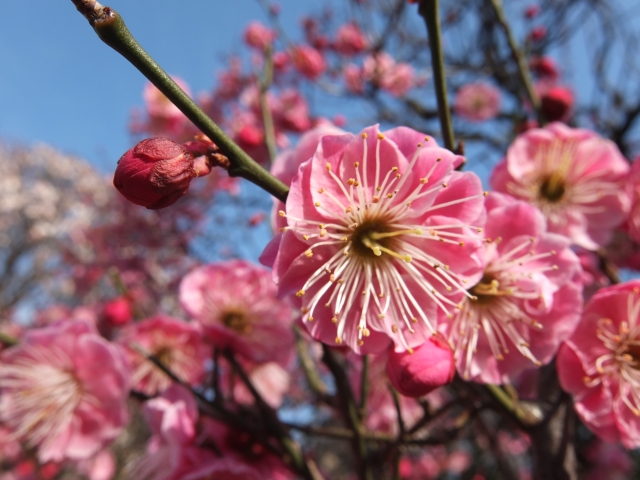 梅と桃の見分け方は 開花時期の違いは 仲間なの 新月の願い事 カナエルwords
